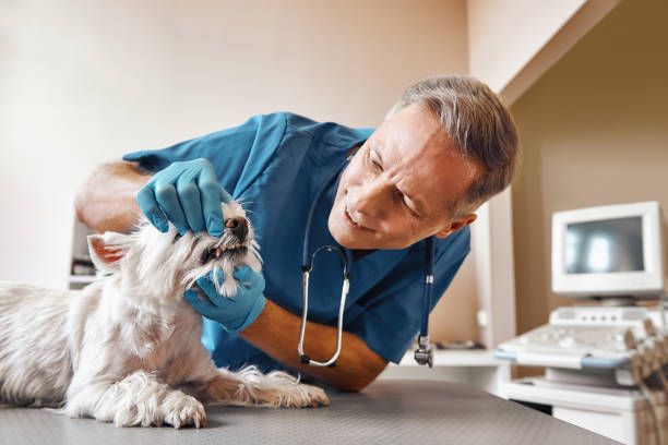 Best Root Canal Emergency Dentist  in Bethlehem, WV